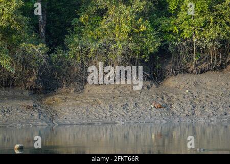 Khulna, Bangladesch. April 2021. Affen haben gesehen, wie sie am Sundarbans, dem größten natürlichen Mangrovenwald der Welt, in Khulna Früchte aßen. (Foto: Zabed Hasnain Chowdhury/SOPA Images/Sipa USA) Quelle: SIPA USA/Alamy Live News Stockfoto