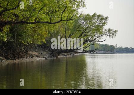 Khulna, Bangladesch. April 2021. Ein Blick auf den Sundarbans, den größten Mangrovenwald der Welt und seinen gemeinsamen Standort im südlichen Teil von Bangladesch und Indien. Hier befindet sich der berühmte Königlich-Bengalische Tiger in Khulna. Kredit: SOPA Images Limited/Alamy Live Nachrichten Stockfoto