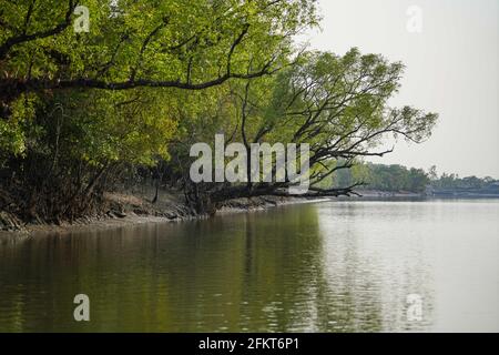 Khulna, Bangladesch. April 2021. Ein Blick auf den Sundarbans, den größten Mangrovenwald der Welt und seinen gemeinsamen Standort im südlichen Teil von Bangladesch und Indien. Hier befindet sich der berühmte Königlich-Bengalische Tiger in Khulna. Kredit: Zabed Hasnain Chowdhury/SOPA Images/ZUMA Wire/Alamy Live Nachrichten Stockfoto