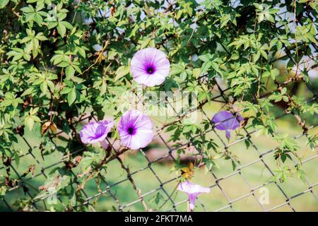Lila Blume auf Zaun mit Sonnenlicht im Sommer. Stockfoto