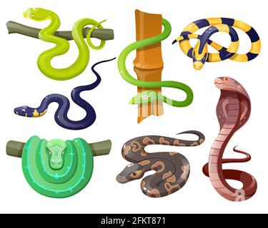 Schlangen, wilde tropische Schlangen isoliert auf weißem Hintergrund. Cobra, Grasnatter, Ahaetulla prasina, gebänderter Krait, grüner Baum- und Kugelpython, trimeresurus salazar. Vektor Cartoon Satz von Reptilien Stock Vektor