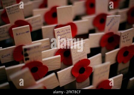 In der Westminster Abbey sind Mohnblumen am Gedenktag abgebildet Stockfoto