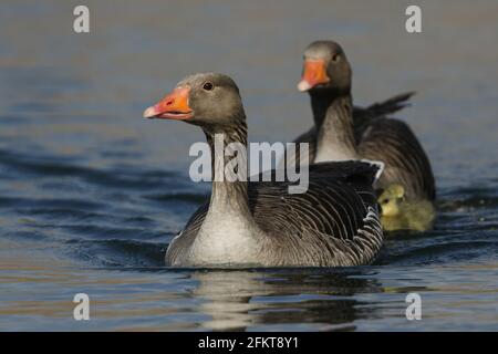 Zwei Graugänse, Anser anser, schwimmen mit ihren niedlichen Babys auf einem See. Stockfoto