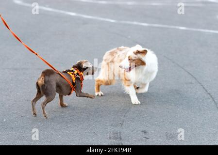 Porträt eines süßen australischen Schäferhundes Stockfoto