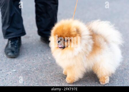 Kleiner niedlicher Spitz an der Leine. Stockfoto