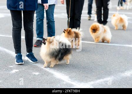 Kleiner niedlicher Spitz an der Leine. Stockfoto