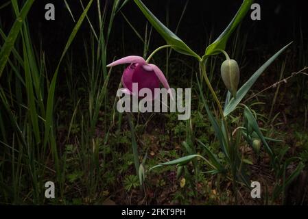Purple Feen Laterne oder Purple Globelily (Calochortus amoenus) ist eine seltene Blume, die in den Sierra Foothills in Kalifornien endemisch ist. Stockfoto