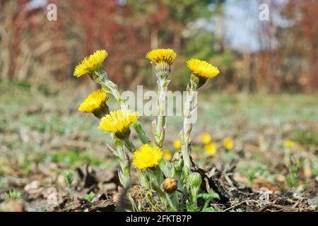 Coltsfoot (Tussilago fara) leuchtend gelbe Blüten - die ersten Frühlingsblumen. Blühende Wildpflanze. Selektiver Fokus. Stockfoto