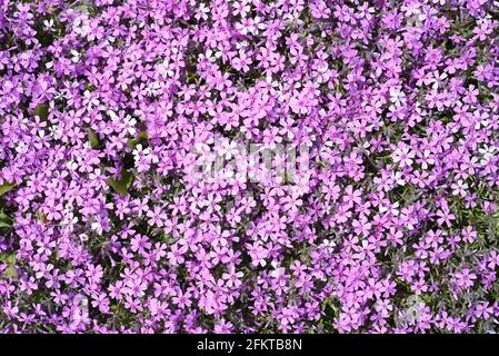 Phlox subulata (schleichender Phlox) Blumen, die im Fernen Osten Russlands wachsen Stockfoto