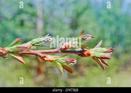 Junge Frühlingsblätter von Vogel-Kirsche-Baum mit ungeblasenen Blütenständen. Frühlingshintergrund. Selektiver Fokus. Stockfoto