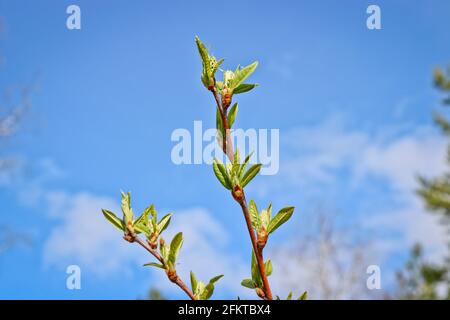 Junge Frühlingsblätter von Vogel-Kirsche-Baum mit ungeblasenen Blütenständen. Frühlingshintergrund. Selektiver Fokus. Stockfoto