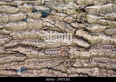 Alte trockene Holzrindenstruktur. Hintergrund für Hintergrundbild Stockfoto