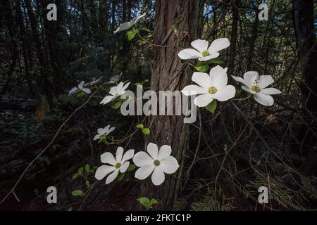 Ein blühender pazifischer Dogwood oder Bergdogwood (Cornus nuttallii) im Sierra National Forest in Kalifornien, USA, Nordamerika. Stockfoto