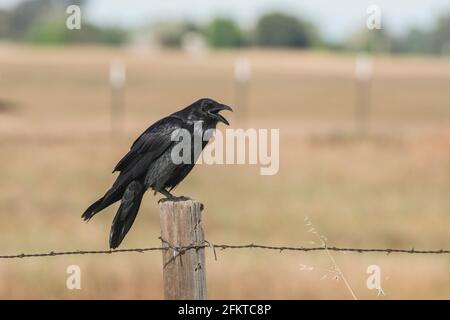 Ein gewöhnlicher Rabe (Corvus corax), der auf einem Fencepost sitzt und in der Nähe von Fresno, Kalifornien, ruft. Stockfoto