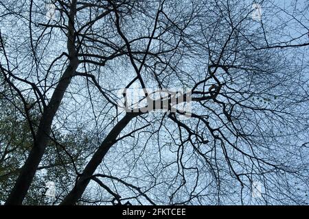 Alter Wald Epping Forest Stockfoto