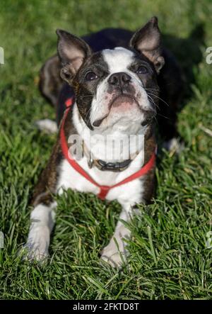 Der 7 Monate Alte Boston Terrier Welpe Schaut Auf. Hundepark an der Leine in Nordkalifornien. Stockfoto