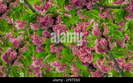 Knospen von rosa Blüten auf einem Ast Hintergrund Stockfoto