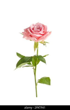 Schöne single Rosa auf weißem Hintergrund Stockfoto