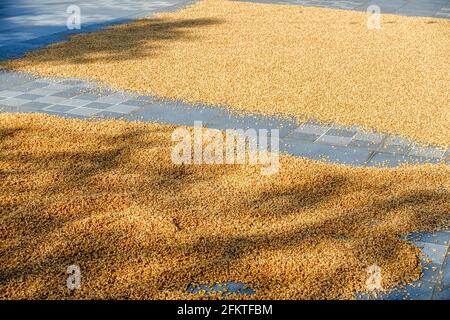 Triticum, allgemein bekannt als Weizen. Prozess der Trocknung von Weizenkernen in direktem Sonnenlicht vor dem Mahlen zu Mehl. Stockfoto