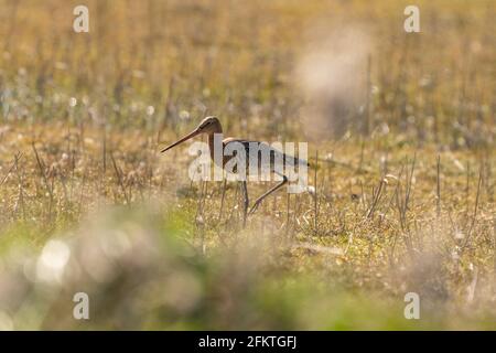 Männlicher Schwarzschwanz-Godwit, der auf Schilf steht. Auf der Suche nach Nahrung beim Gehen, grünes Gras im Vordergrund, goldene Farben Stockfoto