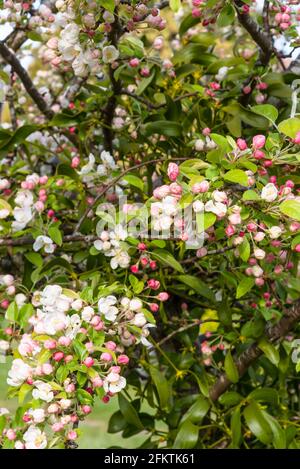 Malus Evereste blüht auf einem Ast Stockfoto