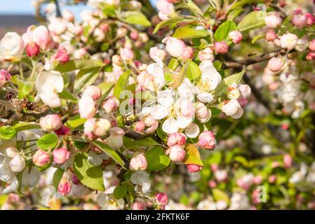 Malus Evereste blüht auf einem Ast Stockfoto