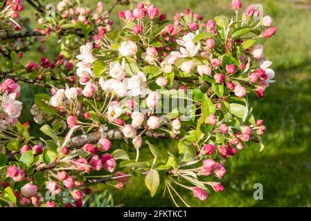 Malus Evereste blüht auf einem Ast Stockfoto
