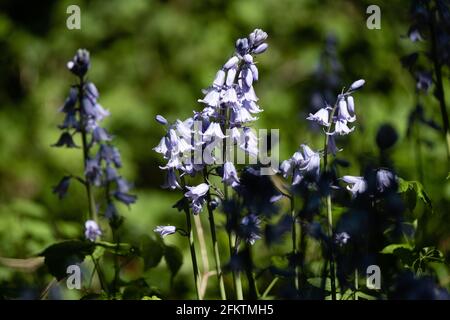 Lyon (Frankreich), 27. April 2021. Frühlingsblumen genannt Bluebells oder campanula scilla. Stockfoto