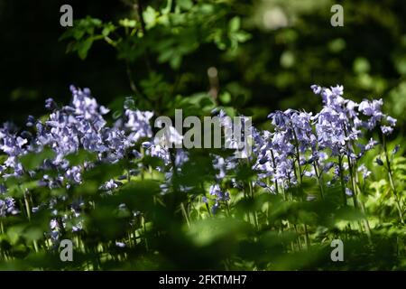 Lyon (Frankreich), 27. April 2021. Frühlingsblumen genannt Bluebells oder campanula scilla. Stockfoto