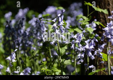 Lyon (Frankreich), 27. April 2021. Frühlingsblumen genannt Bluebells oder campanula scilla. Stockfoto