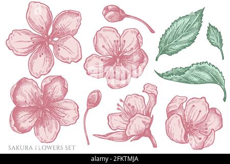 Vektor-Set von handgezeichneten Pastell-Sakura-Blumen Stock Vektor