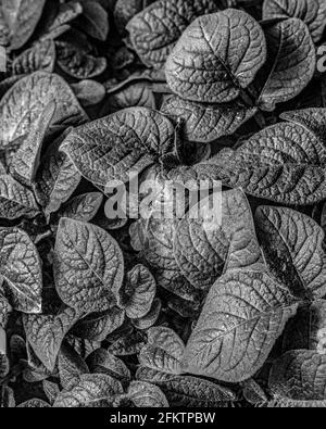 Schwarz-weißes Bild von Kartoffelpflanzenblättern Stockfoto