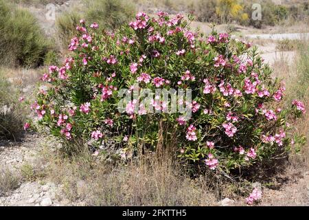 Oleander (Nerium Oleander) ist ein giftiger Strauch oder kleiner Baum