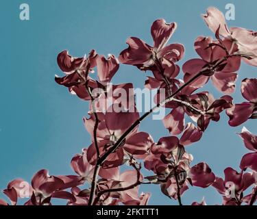 Rosafarbener, blühender Dogwood-Baum mit blauem Himmel-Hintergrund Stockfoto