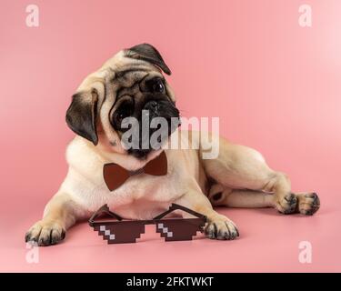 Niedlicher Pug Hund mit Pixel Brille auf rosa Hintergrund. Stockfoto