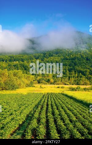 Morgen ländliche Landschaft in den Bergen. Reihen von üppigen grünen Kartoffeln wachsen auf dem Feld. Rustikale landwirtschaftliche Landschaft im Morgenlicht. Bio-Ernte vegeta Stockfoto
