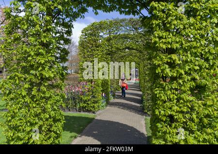 Keukenhof Gardens, Lisse, Niederlande; Frau, die durch einen bepflanzten Tunnel geht. Stockfoto