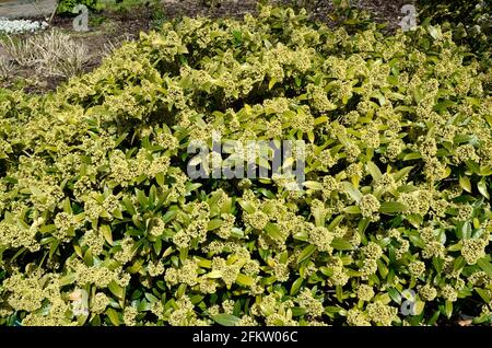 Skimmia x confusa Kew Grüner kompakter, kuppelförmiger immergrüner Strauch Mit duftenden Trauben von cremig-weißen Blüten Stockfoto