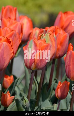 Tulipa Prinzessin Irene blüht duftend auffällig Tulip Prinzessin Irene Stockfoto