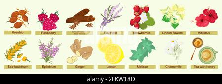 Botanisches Set aus Kräutern, Beeren und Blumen zum Brauen von Kräutertee. Sommer und Herbst natürliche Zutaten mit ihren Namen für Infusionen und Abkochung Stock Vektor