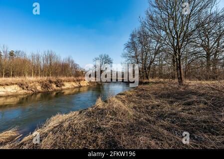 Fluss Odra mit Gras, Bäumen und klarem Himmel in der Nähe der Siedlung Petrvaldik in CHKO Poodri in Tschechien im frühen Frühling Stockfoto