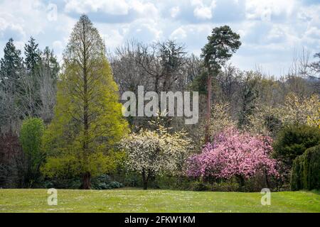 Landschaftlich schöner Blick auf einen Parkgarten in East Grinstead mit Verschiedene Bäume blühen an einem sonnigen Frühlingstag Stockfoto
