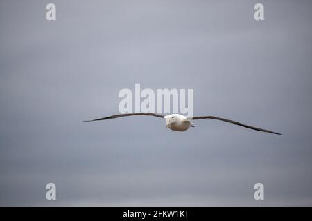 Nördlicher Royal Albatross (Diomedea sanfordi), der über die Otago-Halbinsel fliegt Stockfoto