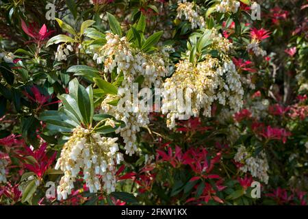 Pieris Formosa (Forest Flame) blüht im Frühling in East Grinstead Stockfoto