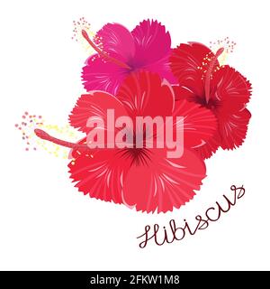 Hibiskusblüten isoliert auf weißem Hintergrund. Eine Inschrift mit dem Namen der Pflanze im Doodle-Stil. Vektor-Illustration für Postkarten, Tee Stock Vektor