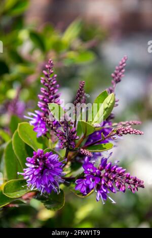 Andersons Hebe (Hebe andersonii) blüht im Frühling in Eastbourne Stockfoto