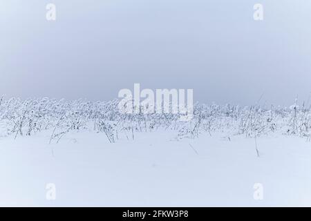 Winterlandschaft. Weizenfeld unter dem Schnee Stockfoto