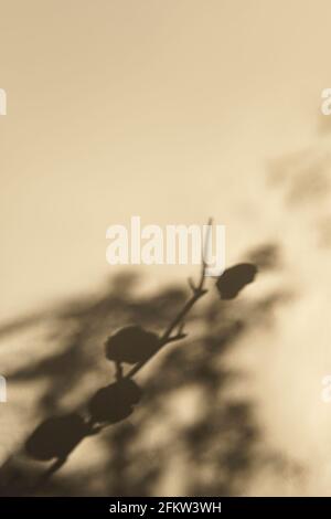 Blütenschatten im Sonnenlicht. Blumen Silhouette auf beigem Hintergrund Stockfoto