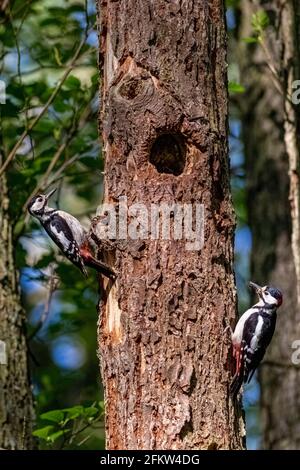 Weibchen (L) und Männchen (R) Großfleckiger Specht (Dendrocopos major), der in Erle Carr durch ein Nestloch thront. Das Männchen bringt Nahrung. Stockfoto