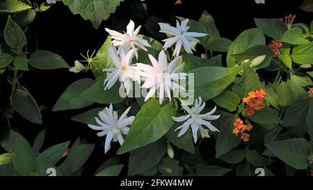 Jasminum multiflorum bekannt als Stern Jasmin Blumen und Pflanzen Stockfoto